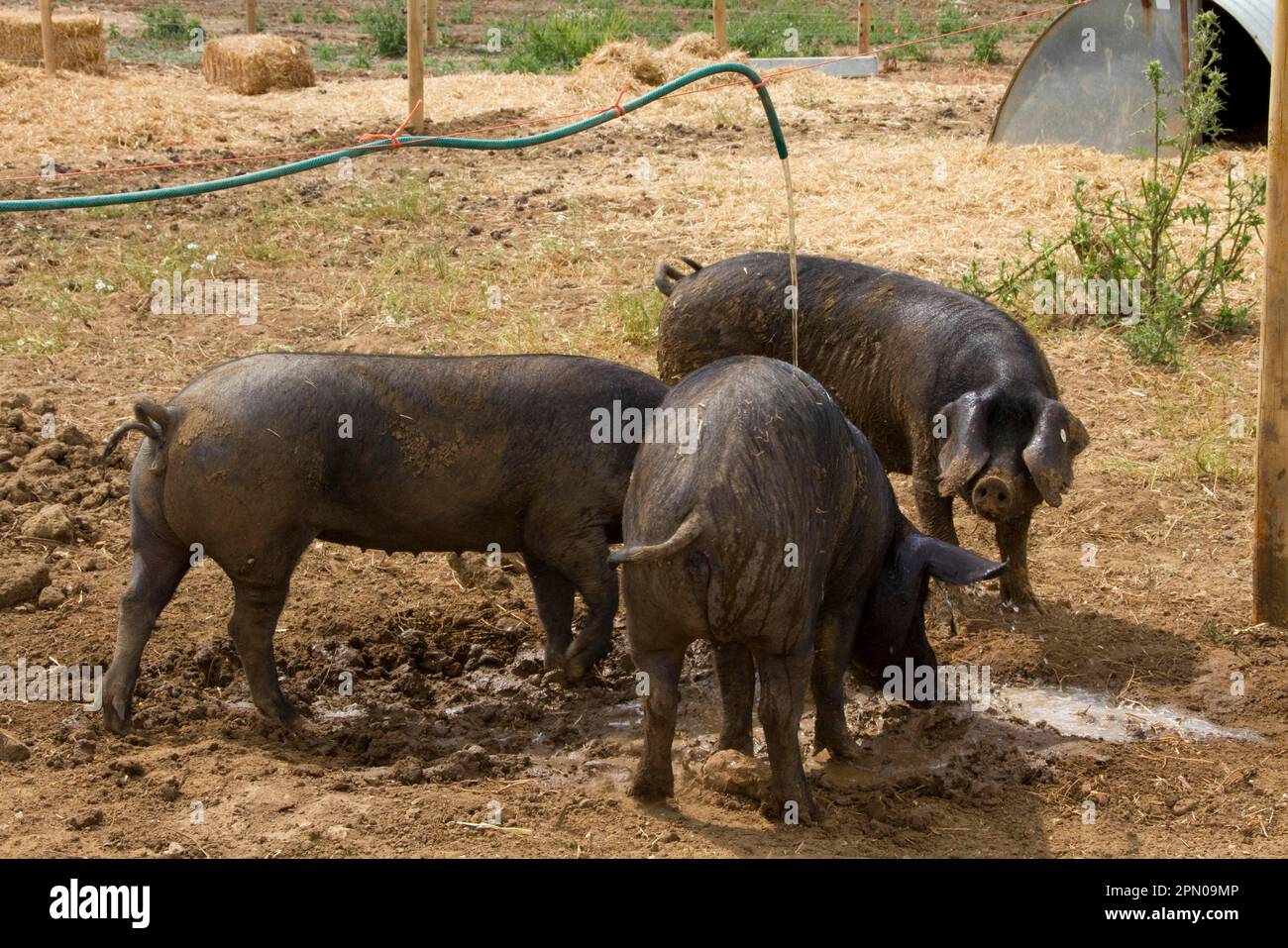 Gros porcs noirs buvant à partir du tuyau Banque D'Images