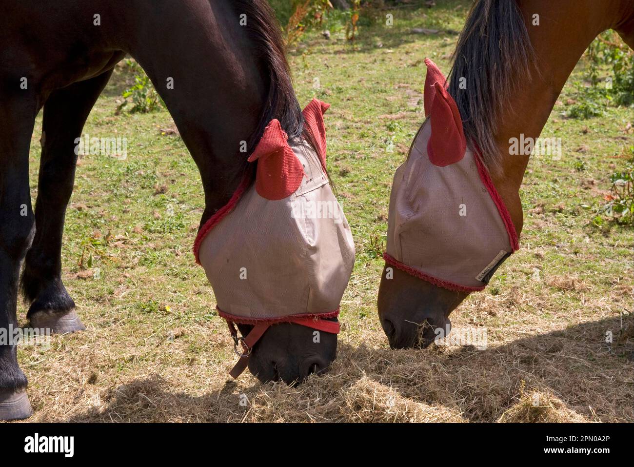 Cheval, deux adultes, portant des masques de protection Rambo pour la mouche, nourrissant le foin dans les enclos, Angleterre, Royaume-Uni Banque D'Images