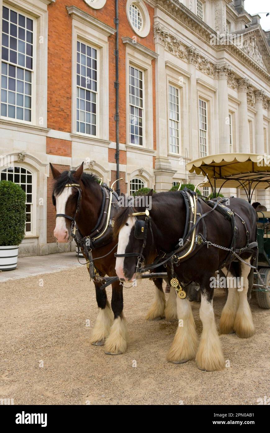 Cheval, cheval Shire, deux adultes en activité, en train de tirer une voiture touristique au Palais Royal, au Palais Hampton court, à Richmond sur la Tamise, dans le Grand Londres Banque D'Images