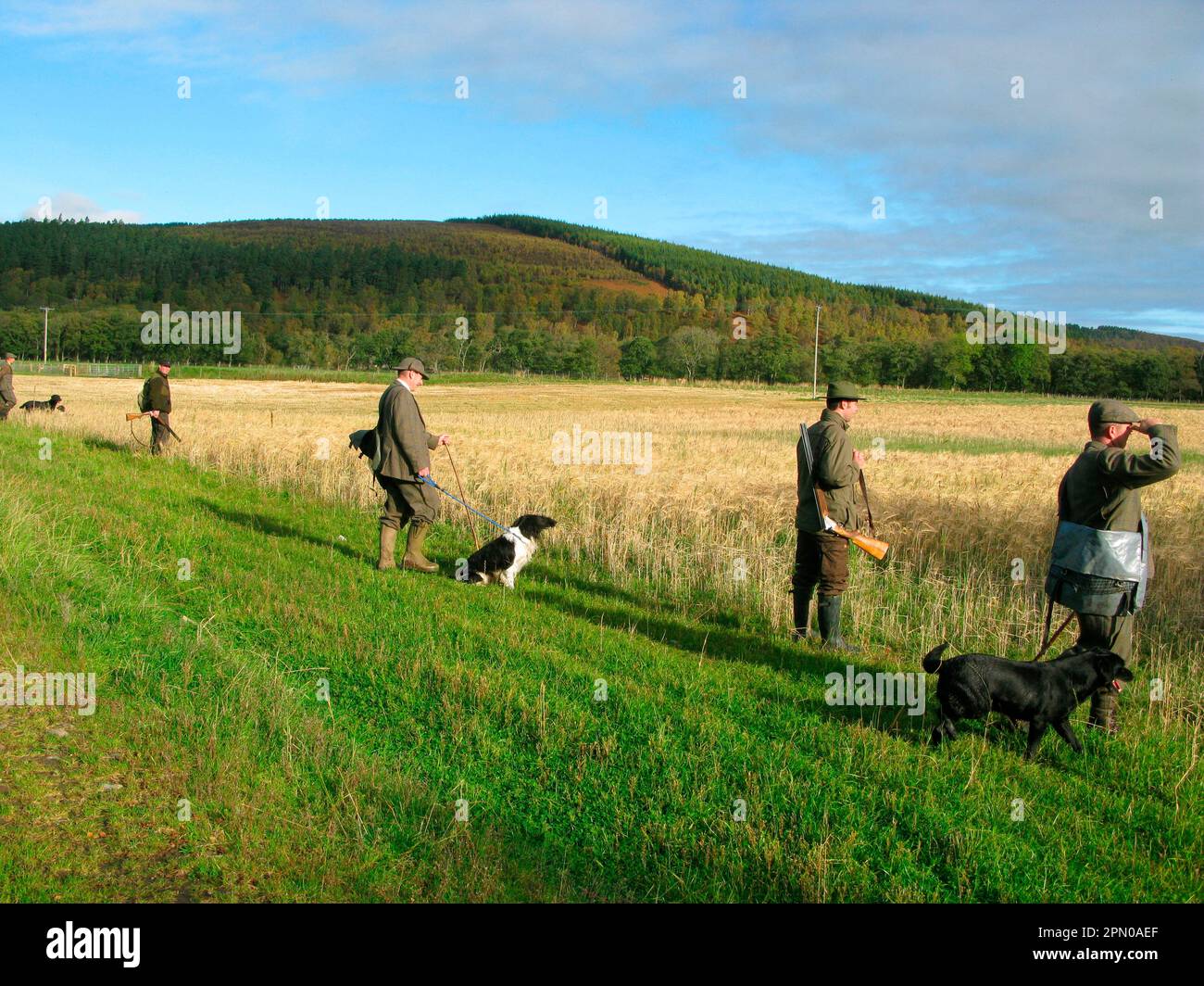 Tir rugueux, hommes avec des chiens debout au bord du champ, Tulchan Estate, Speyside, Highlands, Écosse, Royaume-Uni Banque D'Images