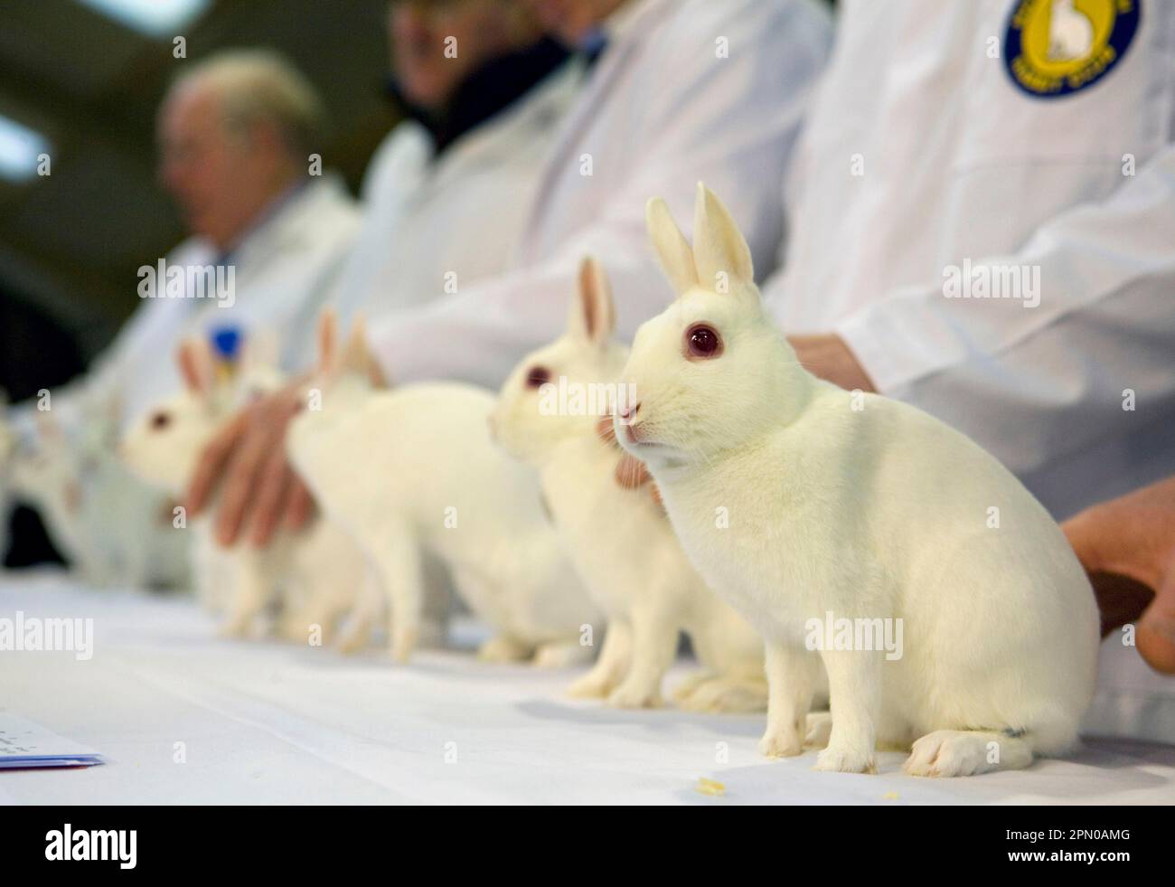 Lapin domestique, nain néerlandais, albino adulte, pointé pour spectacle, Angleterre, Royaume-Uni Banque D'Images