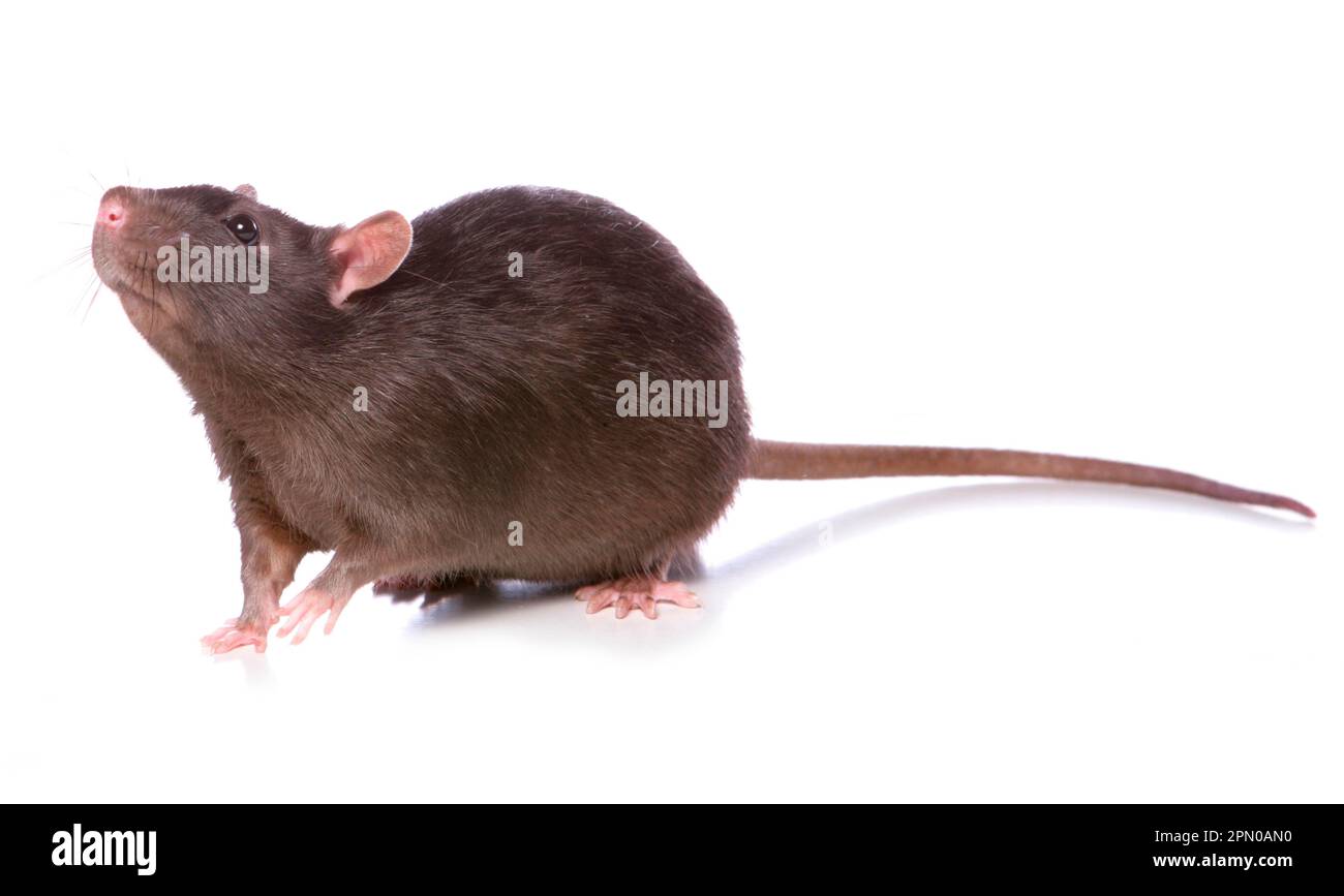 Rat domestique, adulte, debout Banque D'Images