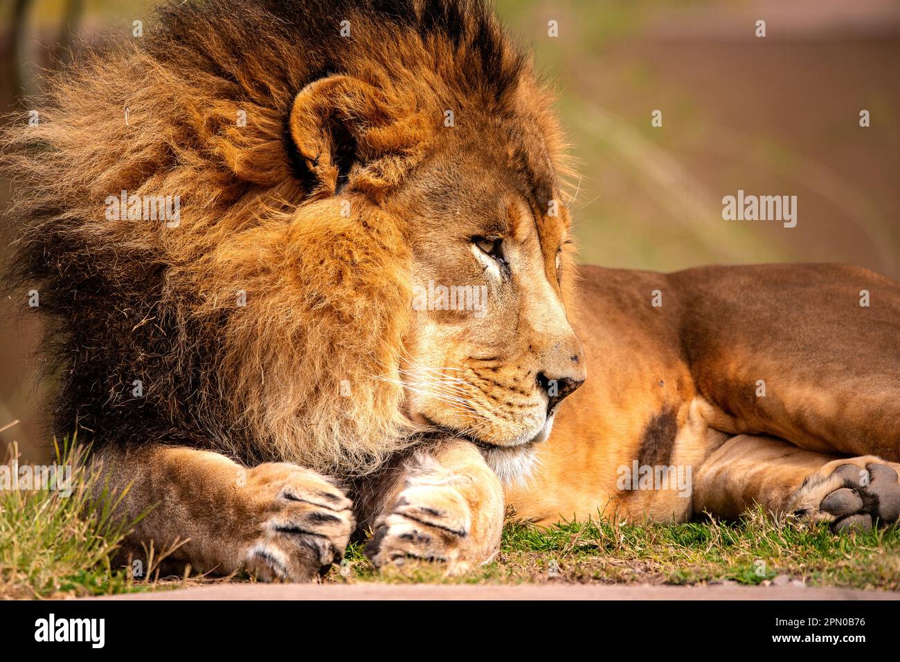 Un portrait d'un Lion Banque D'Images