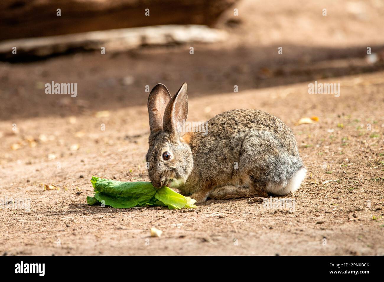 Un lapin sauvage Banque D'Images