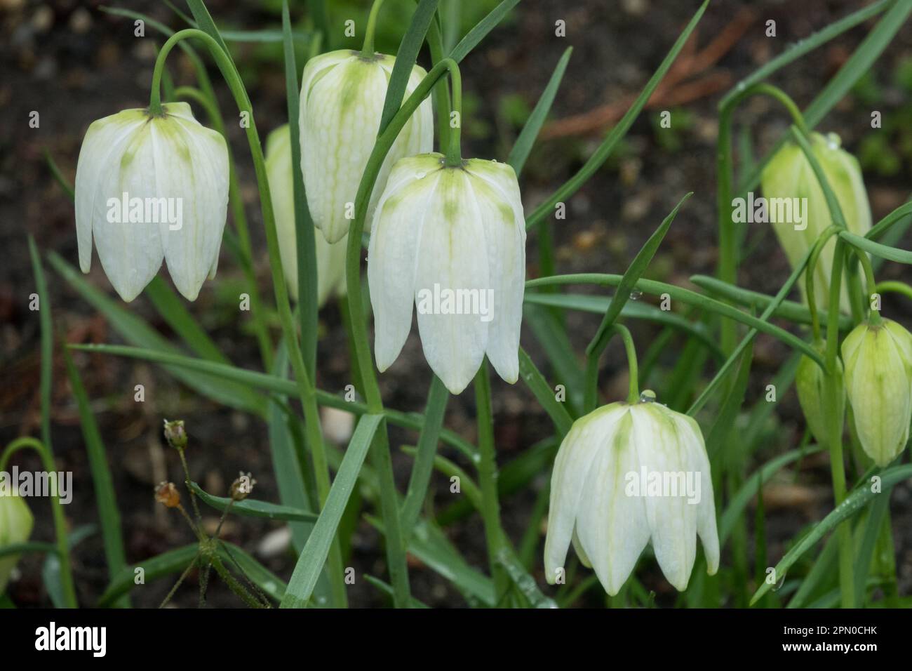 Fritlariary blanc, Fritlaria meleagris fleur 'Alba' Banque D'Images