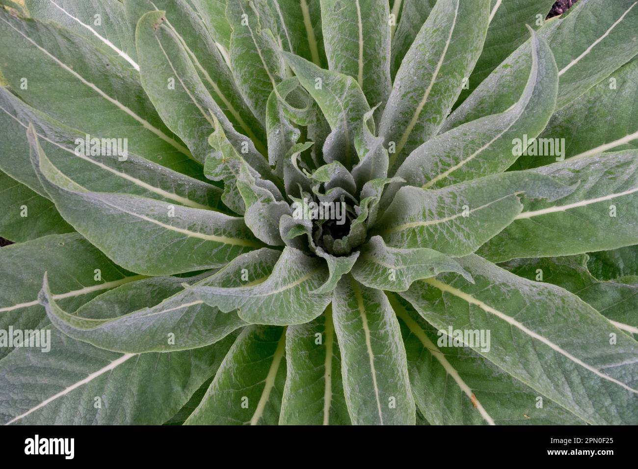 Rosette, feuilles, Mullein hongroise, Verbascum speciosum, Mullein douée Banque D'Images
