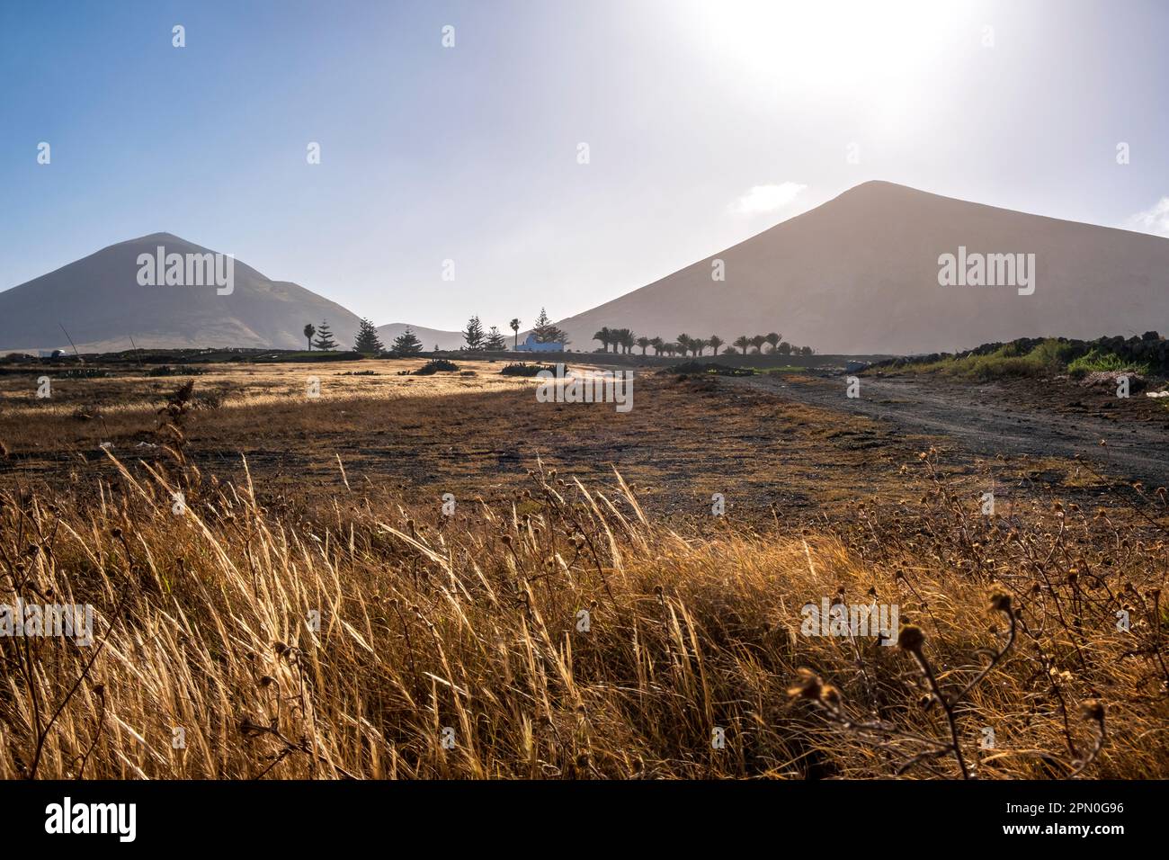 Lanzarote, îles Canaries, Espagne -- champ herbacé sur une ferme, pentes volcaniques Banque D'Images