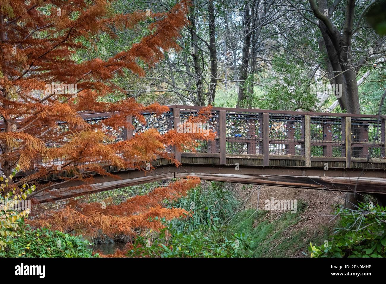 Couleurs d'automne à un pont de l'arboretum UC Davis au-dessus du lac Spafford Banque D'Images