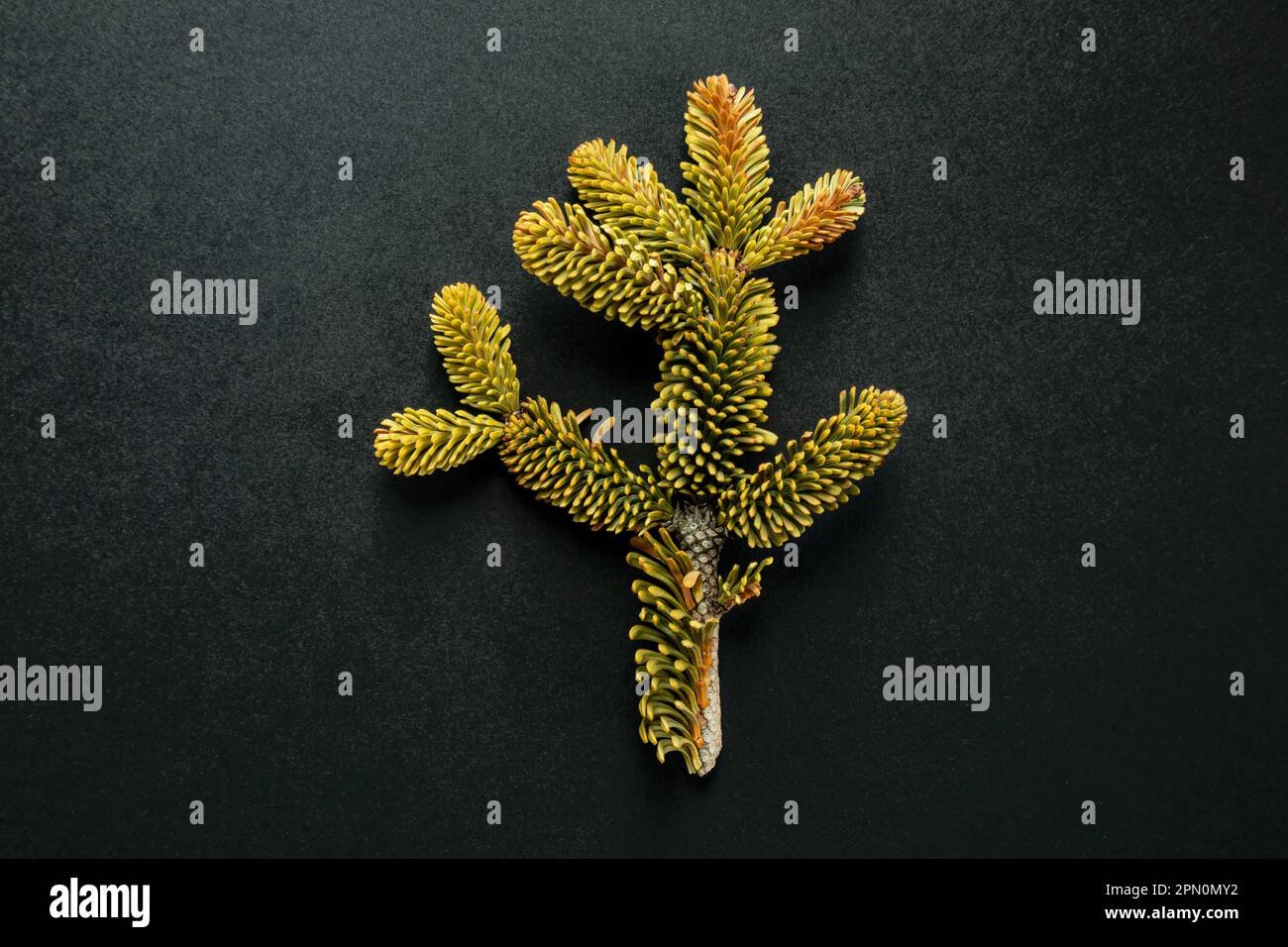 WA23355-00...WASHINGTON - détail d'une pointe de branche cassée d'un épicéa trouvé dans les montagnes Cascade. Banque D'Images