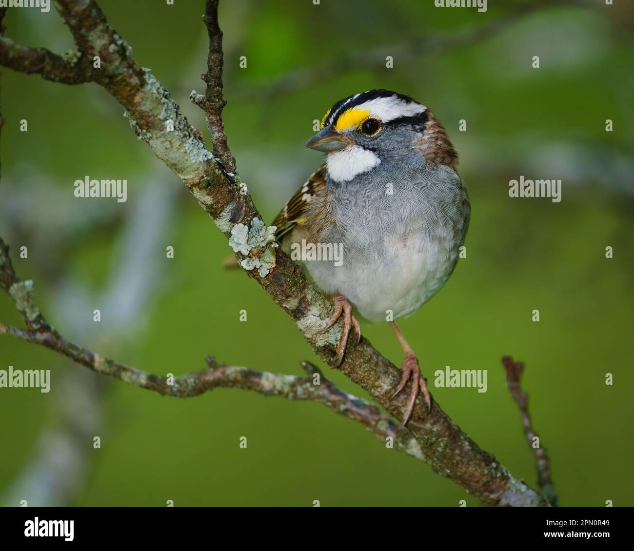 Un moineau à gorge blanche perché dans un arbre. Banque D'Images