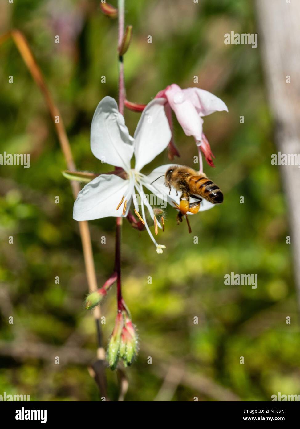 Gros plan d'une abeille au milieu d'une fleur de papillon blanche et rose pastel dans un jardin australien Banque D'Images