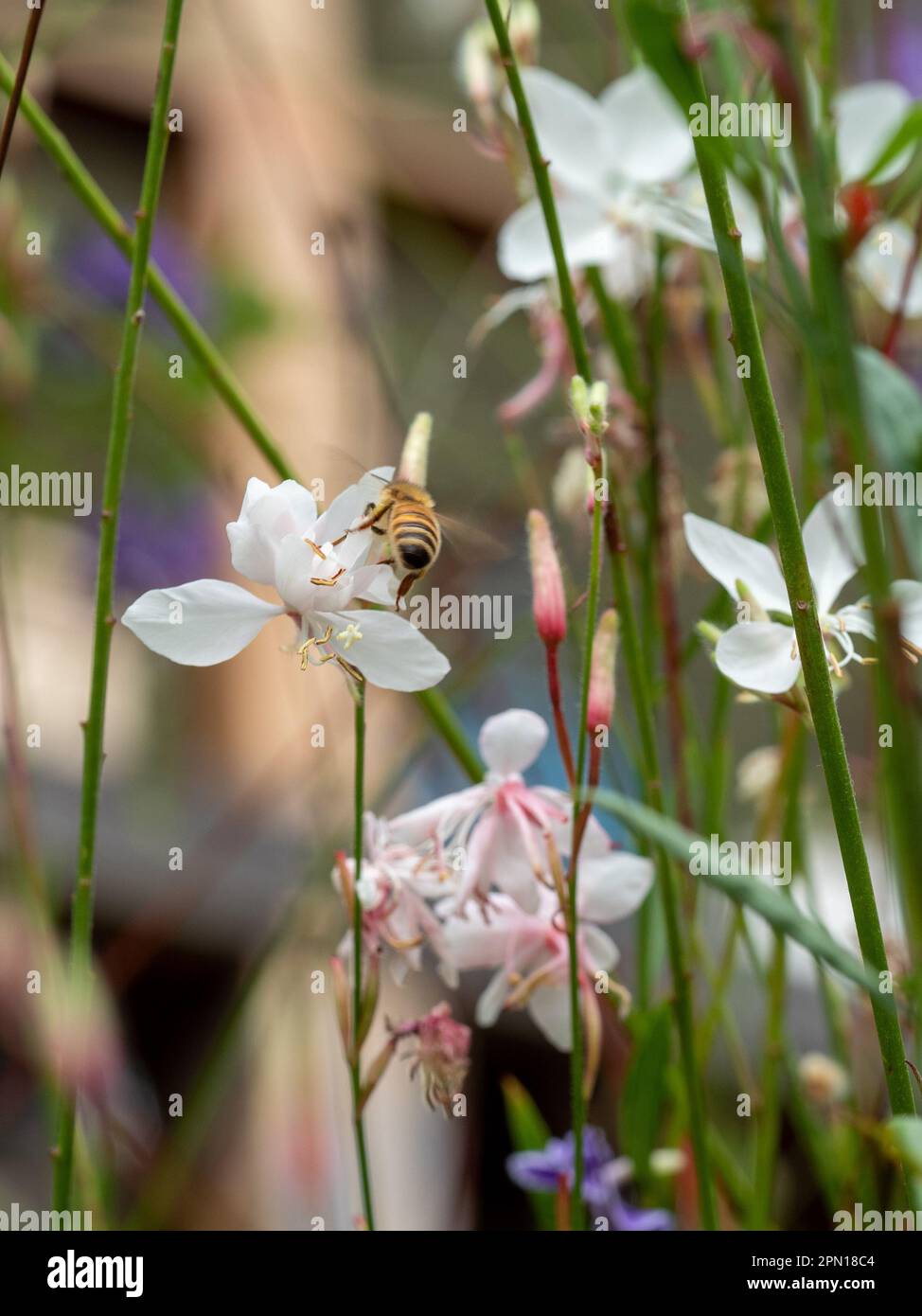 Une abeille parmi blanc et rose pastel Whirling Butterfly Flower dans un jardin australien de chalet Banque D'Images