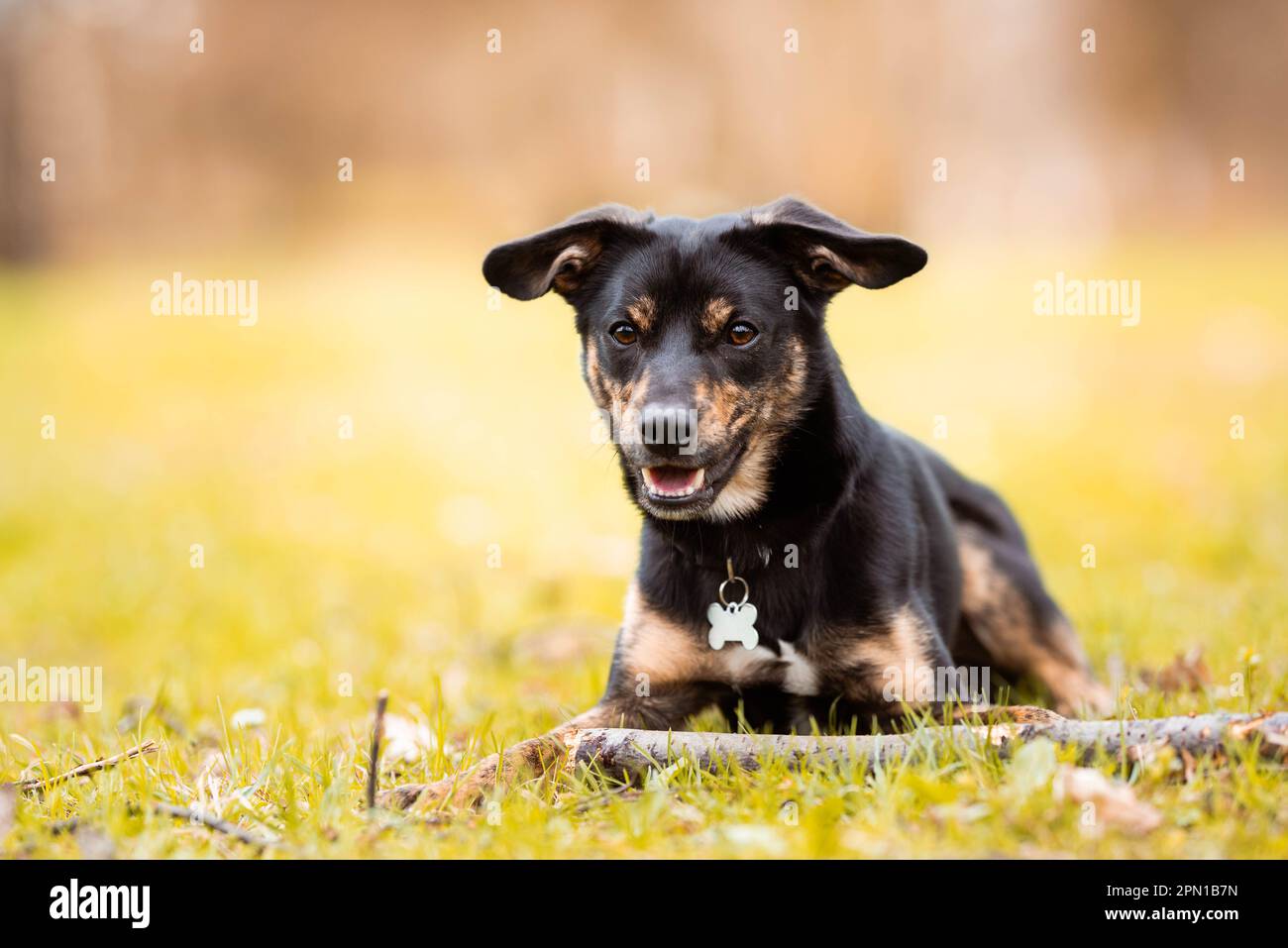 un chien mutt noir et marron court, un chien mongrel allongé dans l'herbe, portant un collier avec une étiquette en forme d'os sur son cou, un bâton Banque D'Images