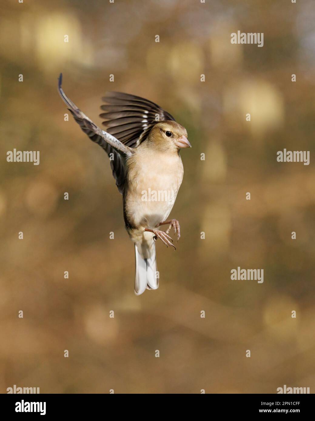 Chaffinch [ Fringilla coelebs ] oiseau féminin en vol Banque D'Images