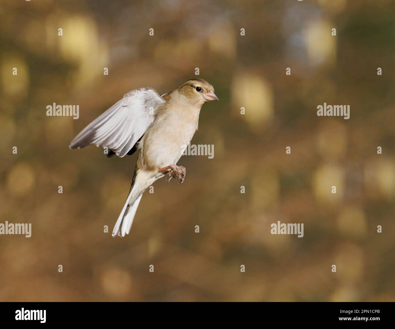Chaffinch [ Fringilla coelebs ] oiseau féminin en vol Banque D'Images
