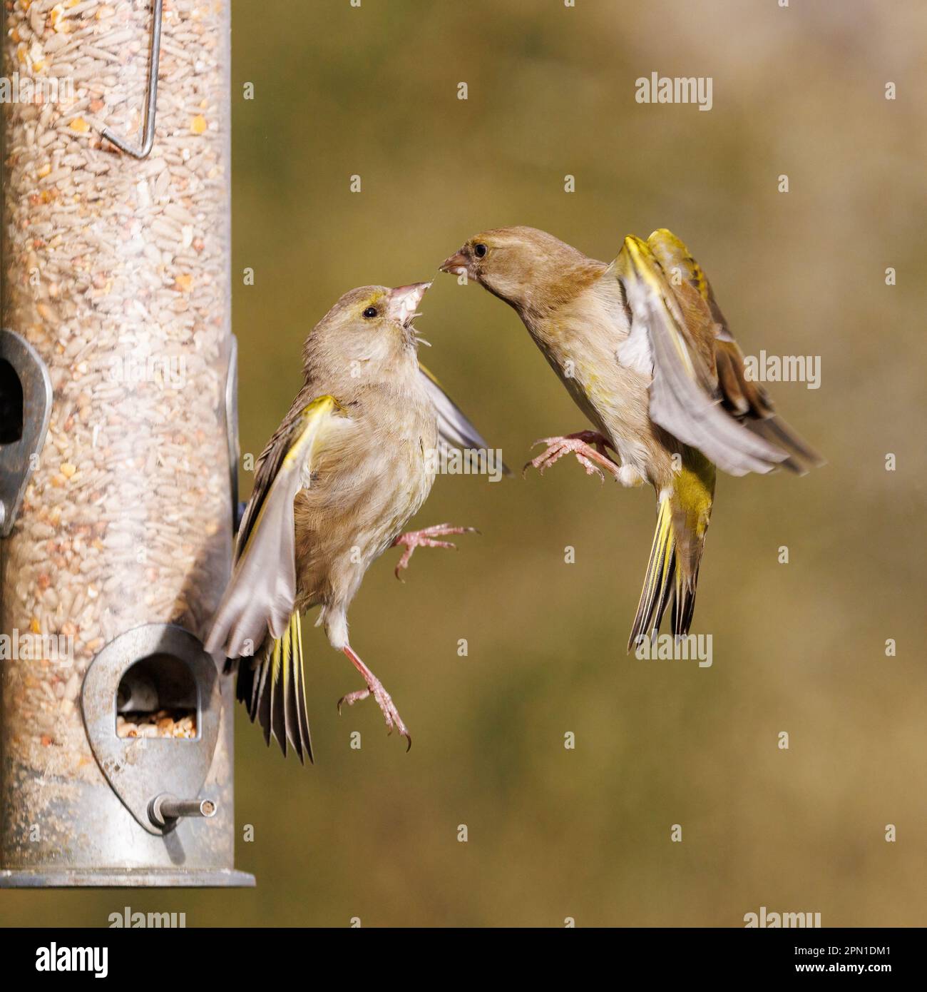 Groenfinch européen [ Chloris chloris ] 2 oiseaux qui se battent à l'alimenteur de semences de jardin Banque D'Images