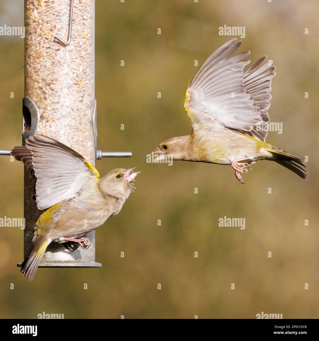 Groenfinch européen [ Chloris chloris ] 2 oiseaux qui se battent à l'alimenteur de semences de jardin Banque D'Images