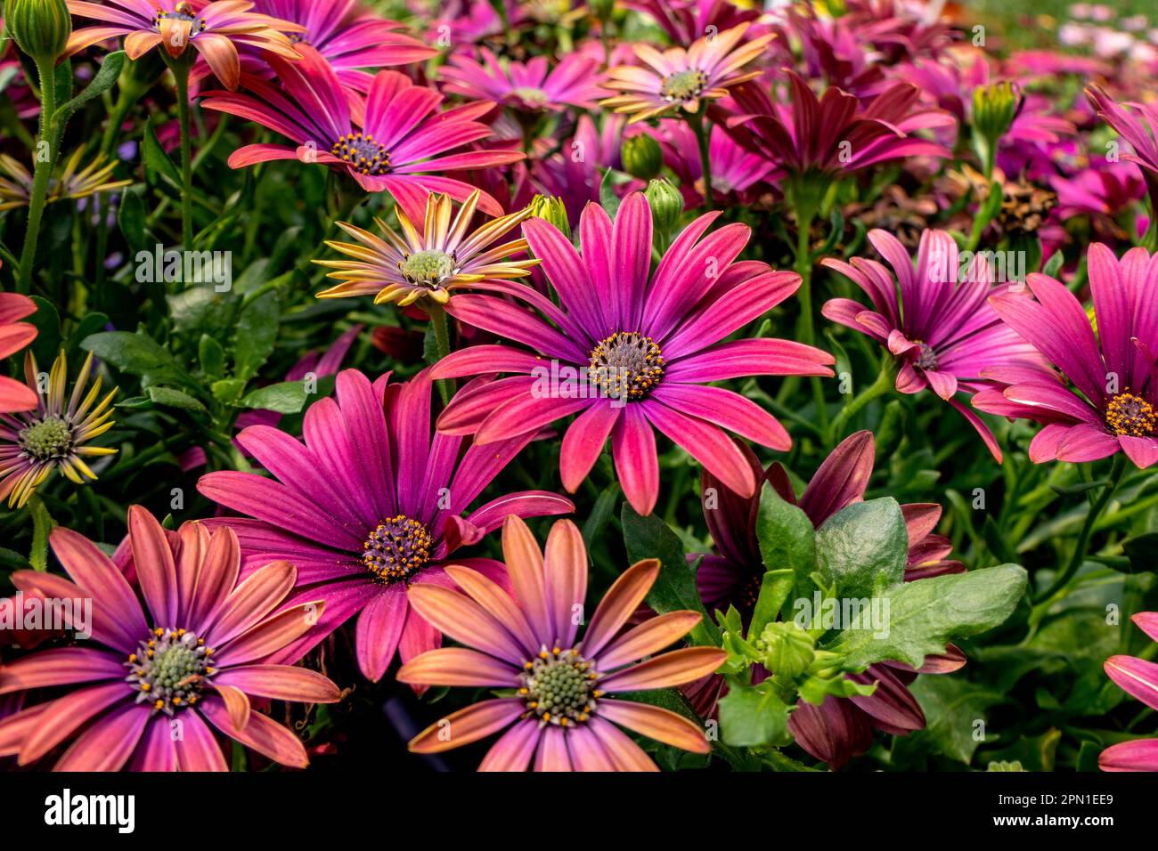 Fleurs de jardin rose de pâquerettes africaines gros plan sur un fond flou. Banque D'Images