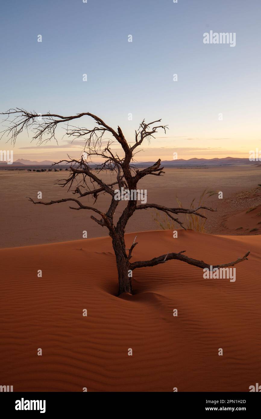 Arbre solitaire mort, Namibie Banque D'Images
