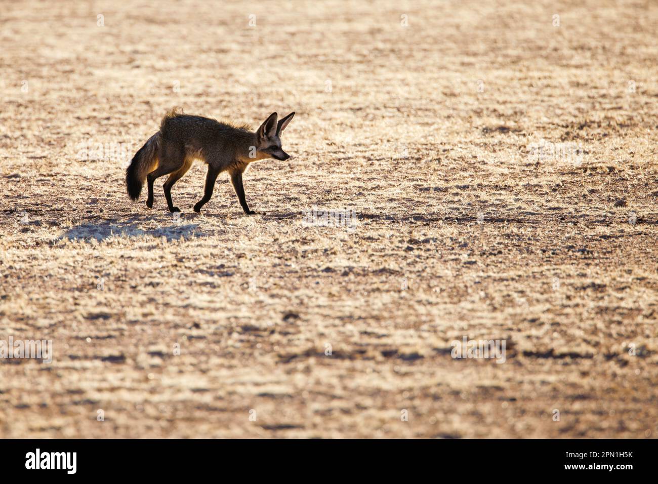 Renard à oreilles chauves-souris (Otocyon megalotis), Namibie Banque D'Images