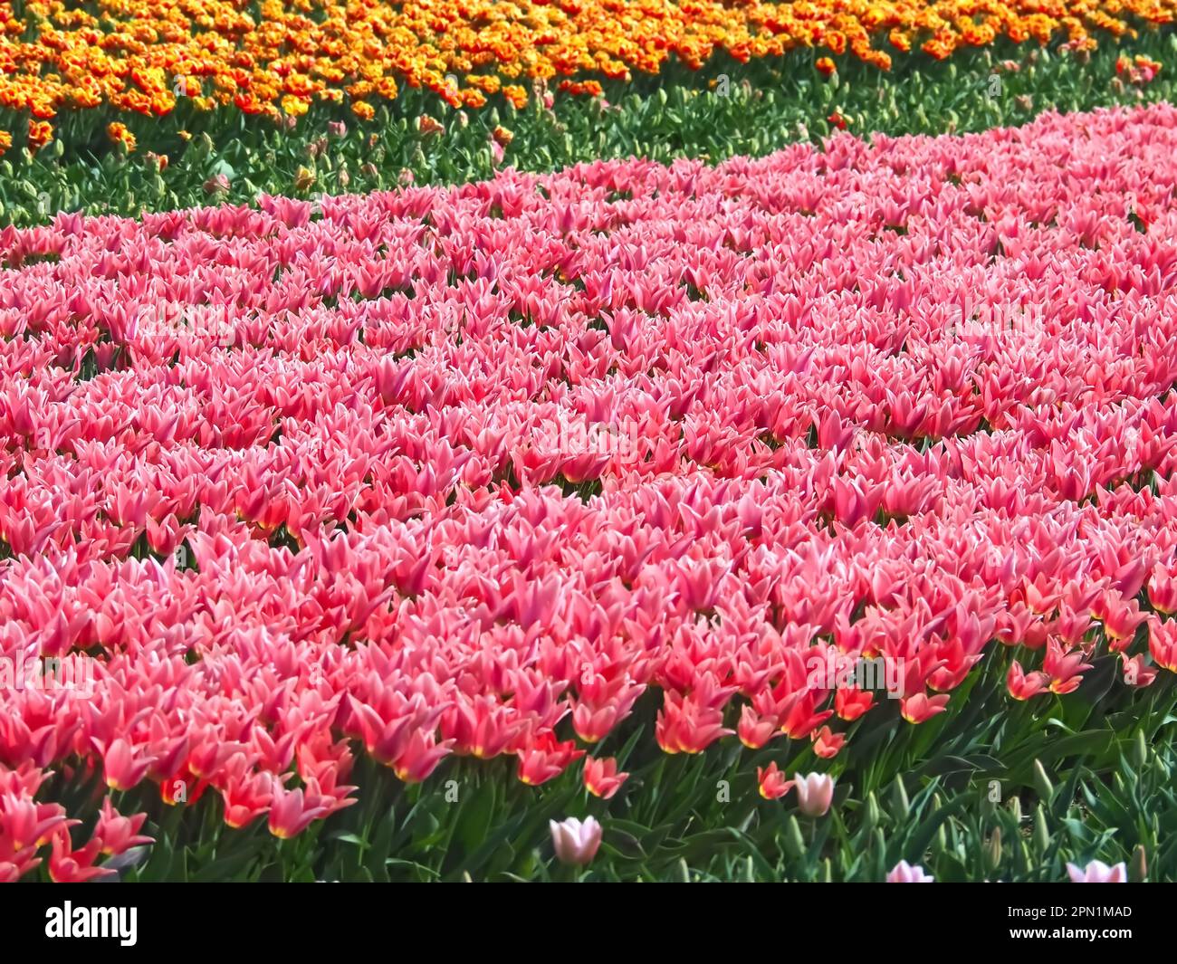 Mer de ​​flowers de tulipes fleuris colorées avec des vagues Banque D'Images