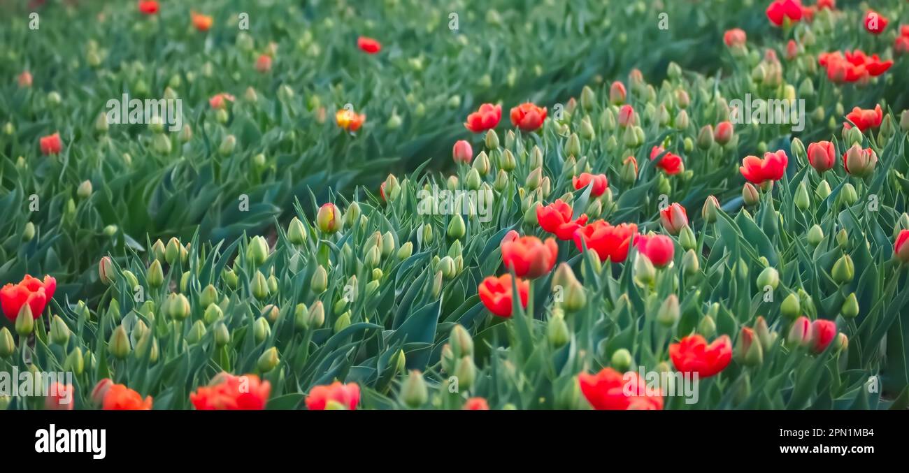 Mer de ​​flowers de tulipes fleuris colorées avec des vagues Banque D'Images