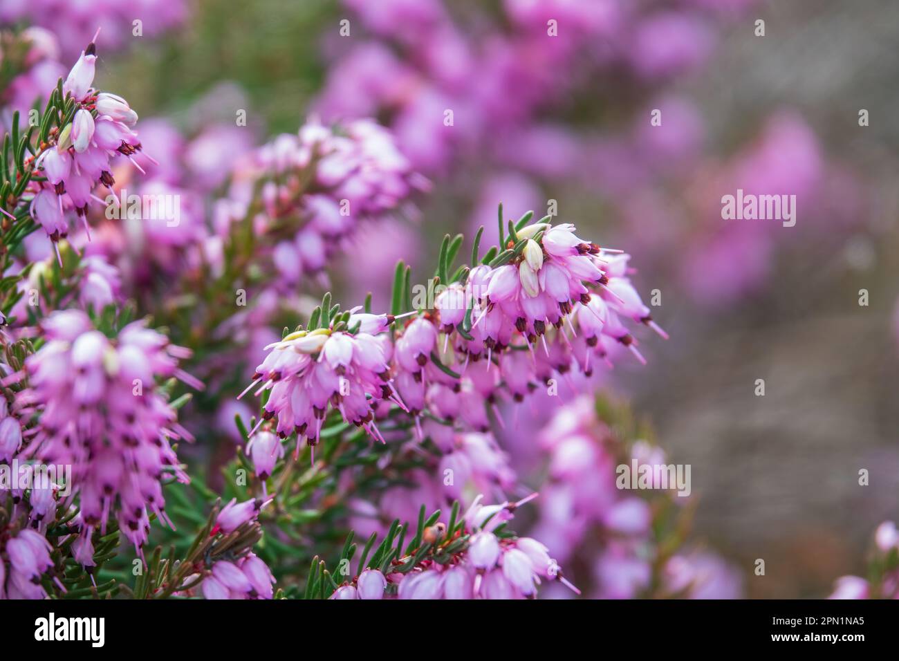Gros plan de fleurs roses chinées. Mise au point sélective Banque D'Images