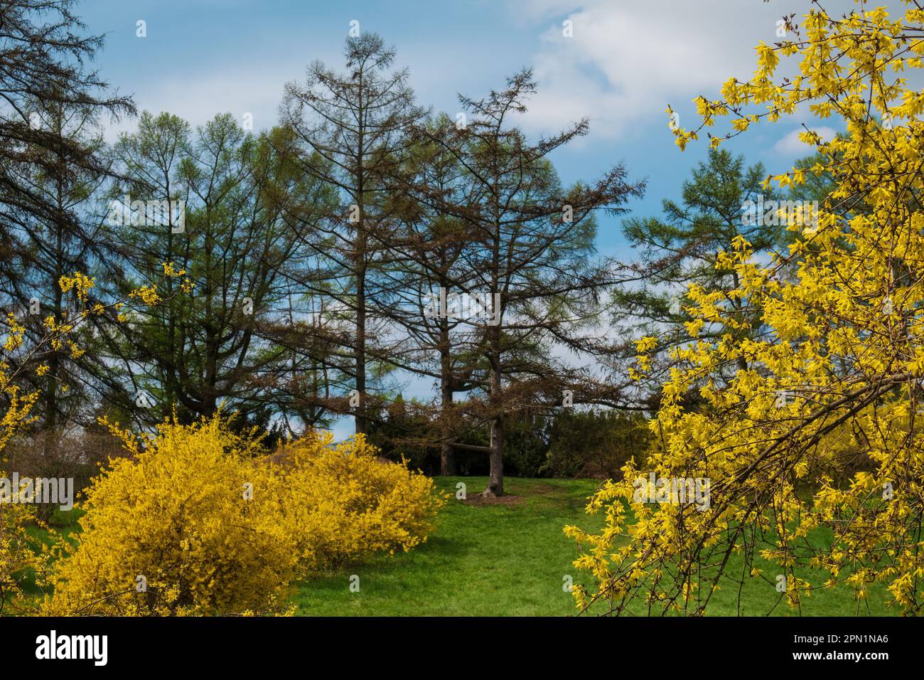 Forsythia jaune dans le parc de printemps Banque D'Images