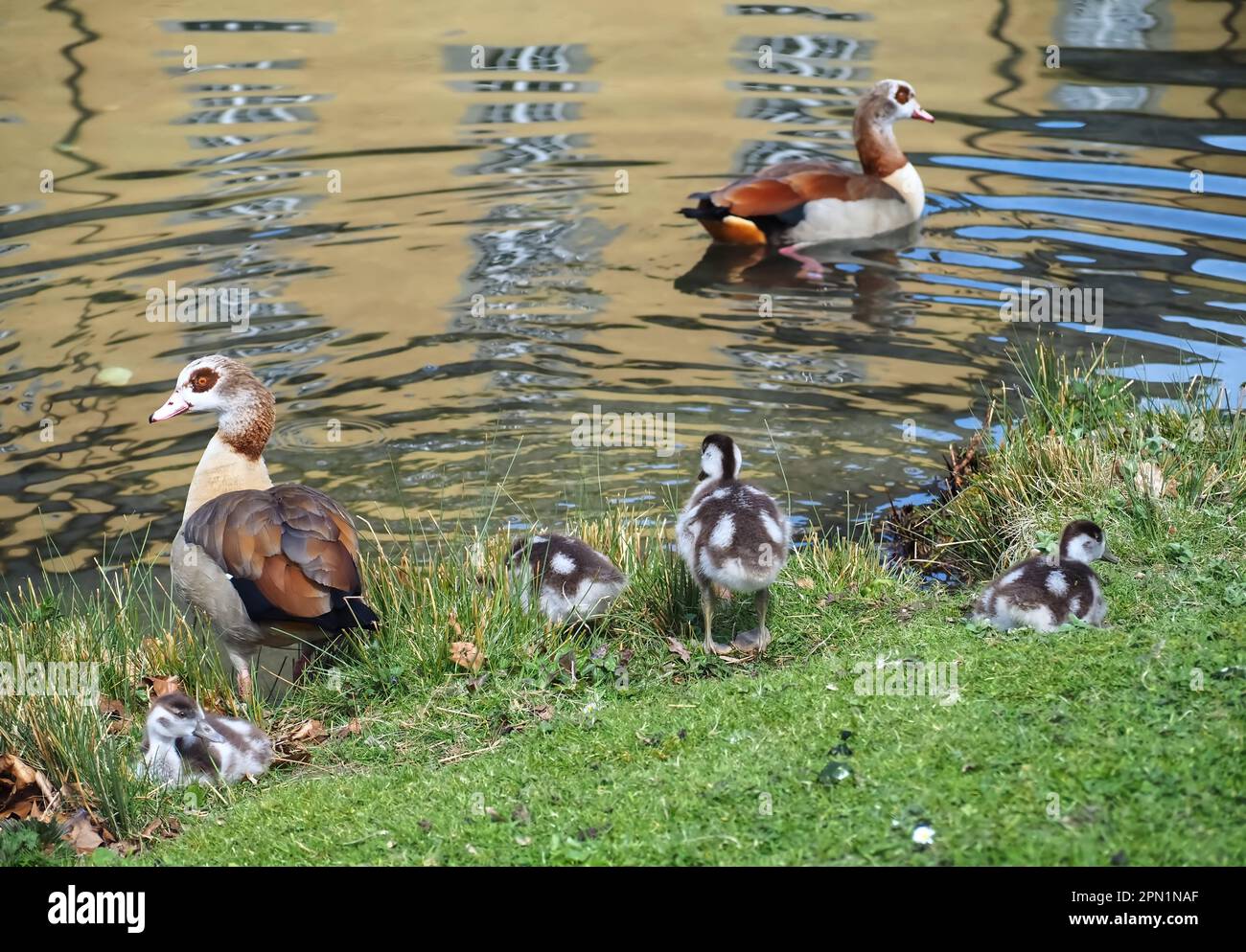 Jolie famille d'oies égyptiennes avec des poussins nouveau-nés dans un pré Banque D'Images