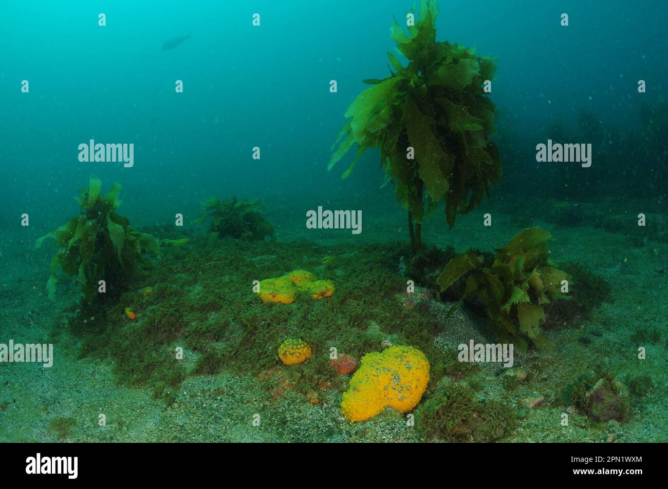 Éponges de mamelons jaunes poussant sur des restes de récif rocheux où il rencontre fond sablonneux plat. Lieu: Leigh Nouvelle-Zélande Banque D'Images