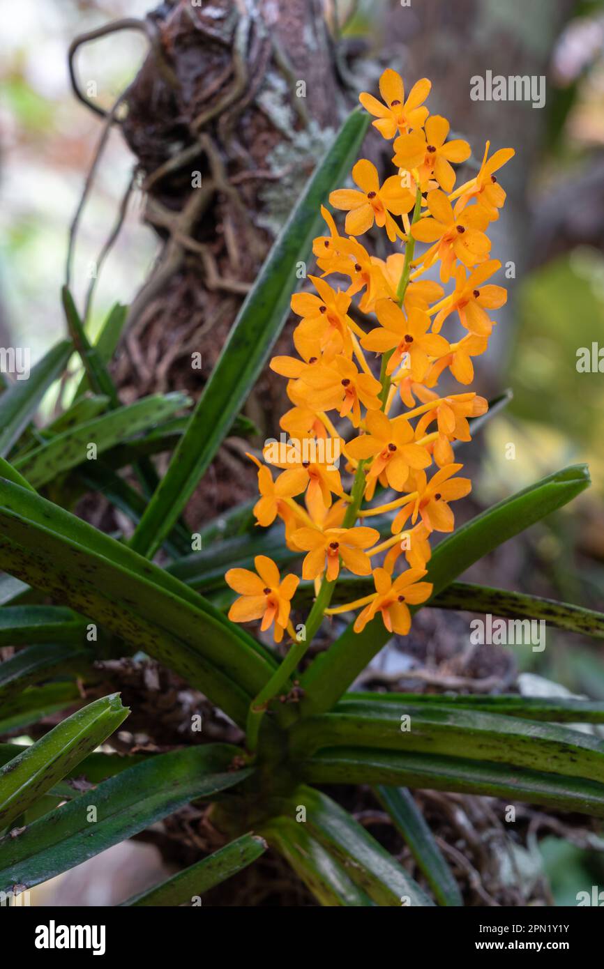 Gros plan de la grappe orange vif de fleurs de l'espèce d'orchidée épiphytique tropicale ascocentrum miniatum qui fleurit à l'extérieur sur fond naturel Banque D'Images