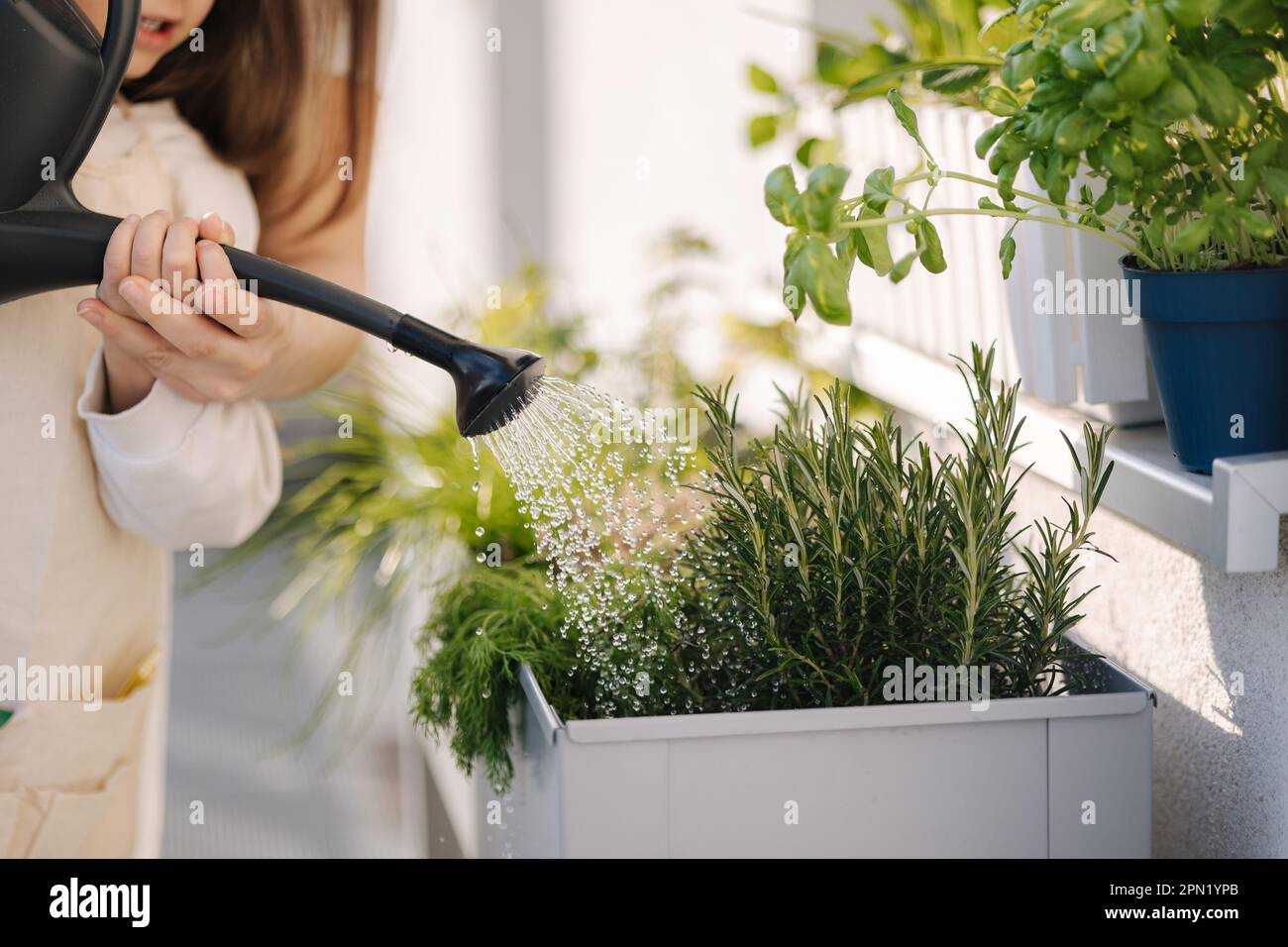 Gros plan sur l'arrosage des plantes à partir d'un arrosoir. Les filles  arroser le romarin et d'autres plantes sur le balcon Photo Stock - Alamy