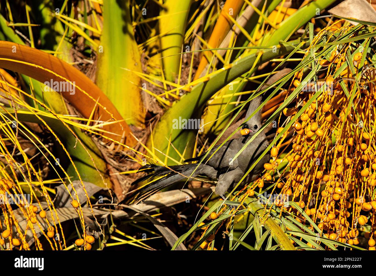 Grey African Go Away Bird avec panache entouré de noix de palme jaunes. Banque D'Images