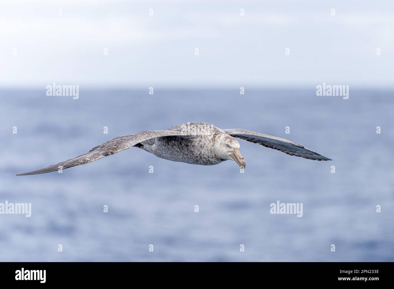 Gros plan d'un pétrel géant (Macronectes giganteus) en vol au-dessus de l'océan Austral de la mer Antarctique Banque D'Images