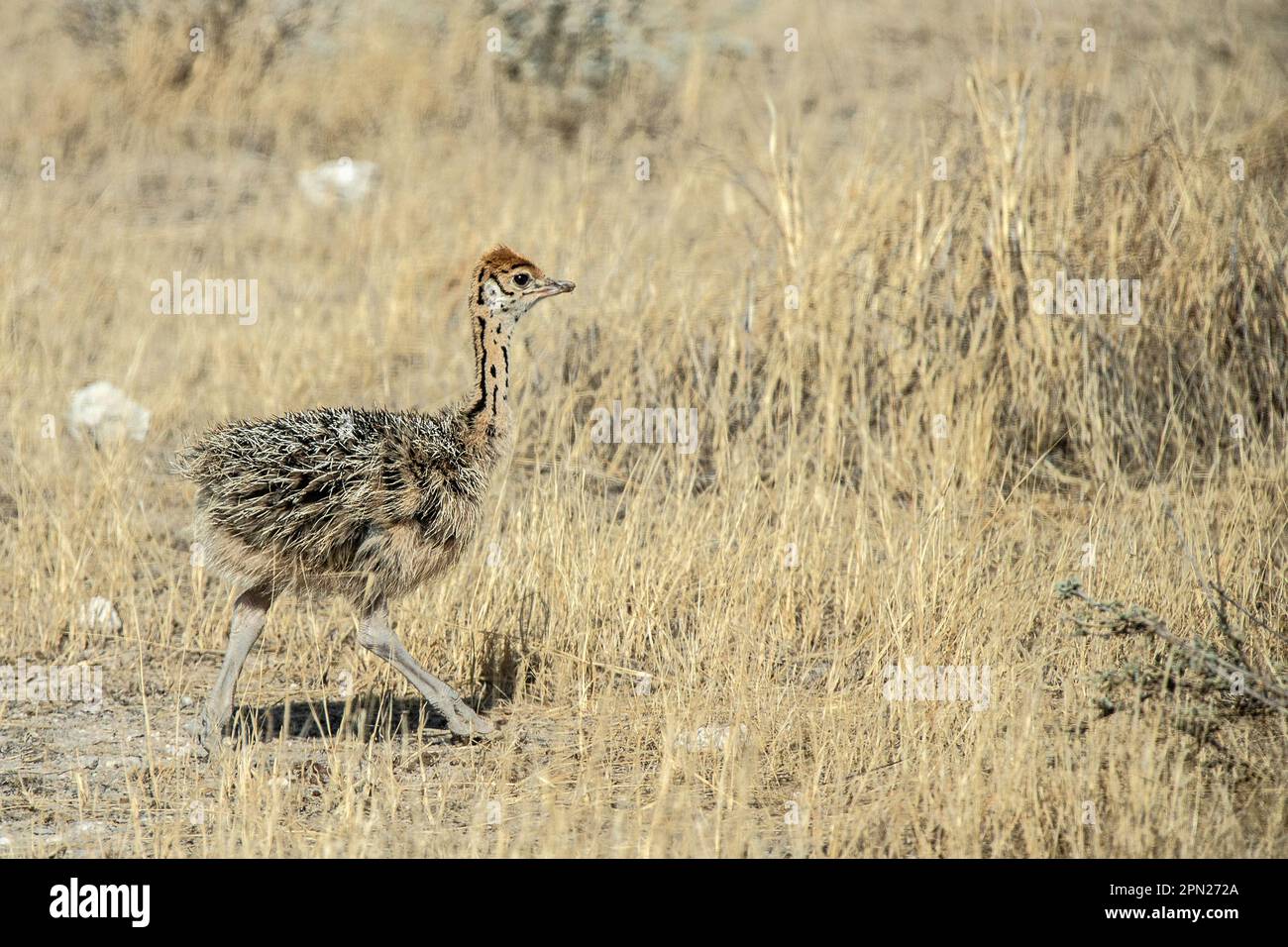 aby Ostrich, ou œufs sur les jambes, s'écartant volontairement dans les plaines de la savane namibienne. Banque D'Images