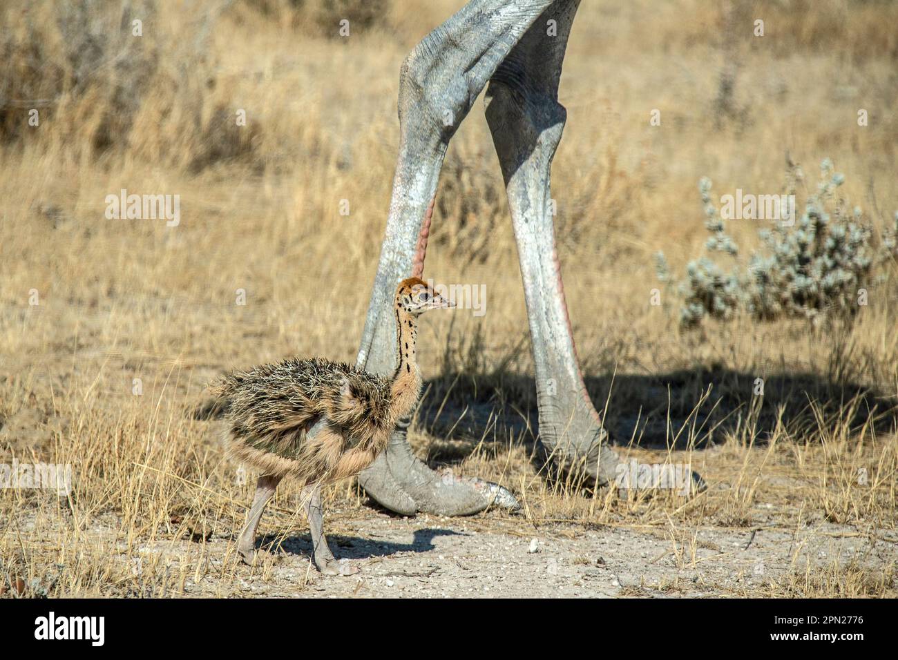 Un Ostrich de bébé, ou des œufs sur les jambes, marchant le long des jambes de son père dans les plaines de la savane namibienne. Le premier front rouge et le grand, dangereux, c Banque D'Images
