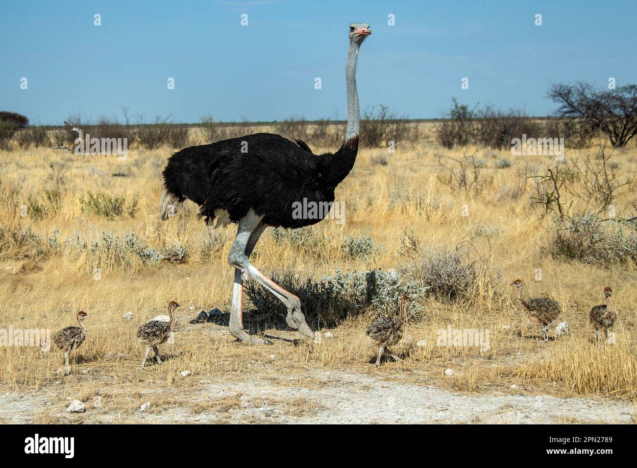 Cinq Ostriches de bébé, ou œufs sur les jambes, marchant dans les plaines de  savane namibienne avec un homme alerte en reproduisant le plumage avec des  jambes rouges et le bec Photo