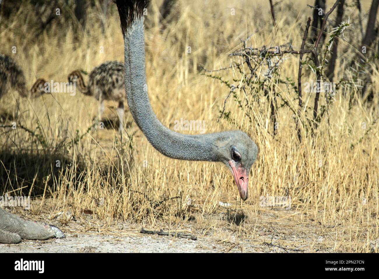 Gros plan de la tête d'un autruche mâle montrant un bec et un œil rouges, recherchant de la nourriture dans le sol. Banque D'Images