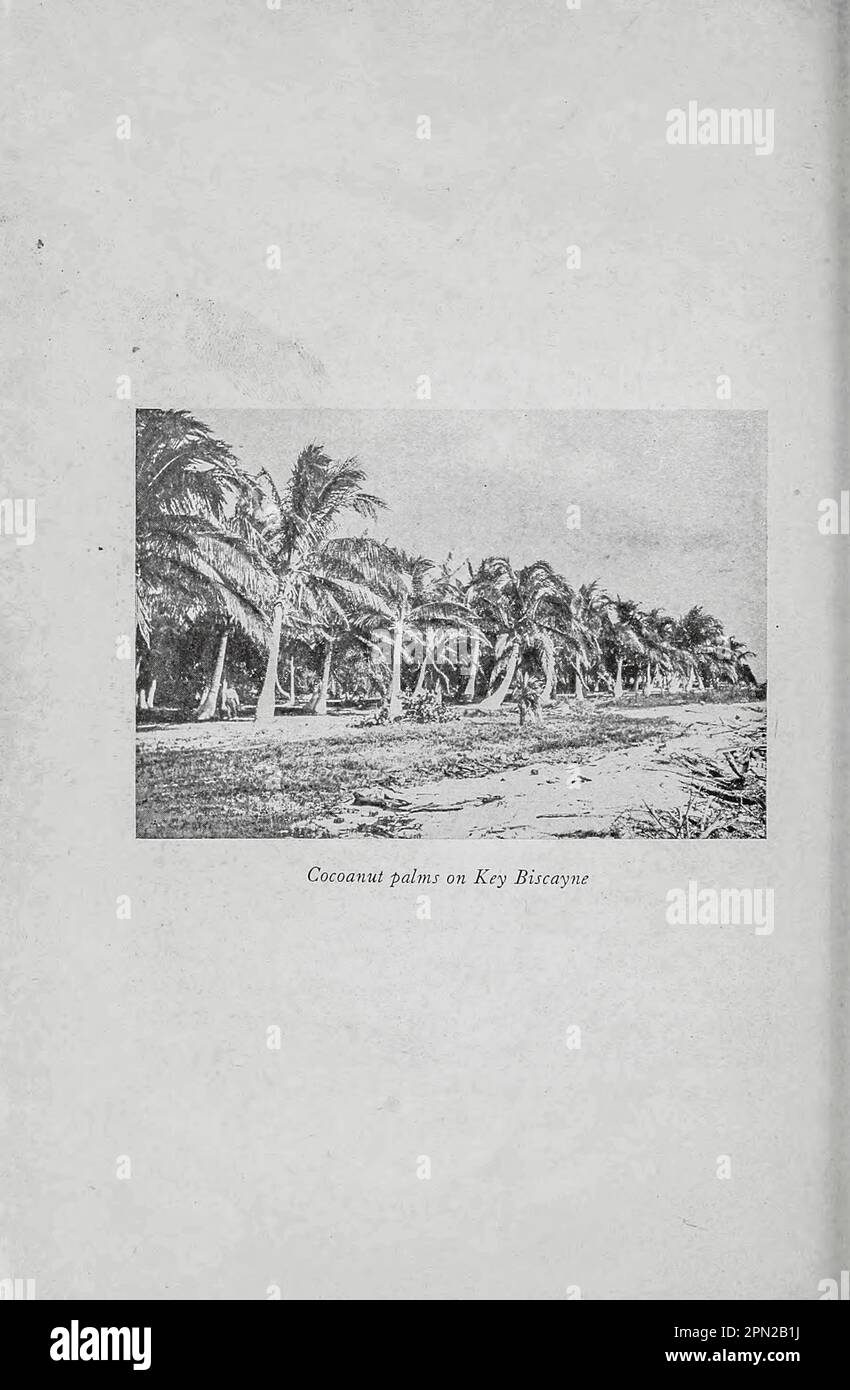 Cocoanut Palms on Key Biscayne dans le livre « Highways and byways of Florida; Human interest information for Travelers in Florida » de Clifton Johnson, 1865-1940 Date de publication 1918 Éditeur New York, The Macmillan Company; Banque D'Images