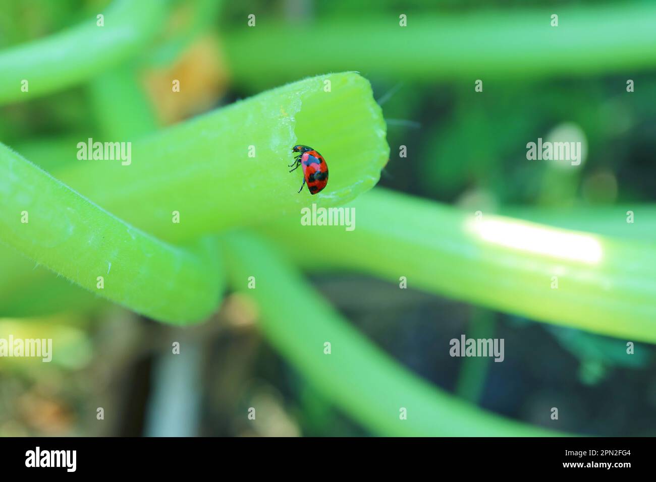 Gros plan d'un petit coccinelle à pois grimpant sur la tige brisée de Zucchini Banque D'Images