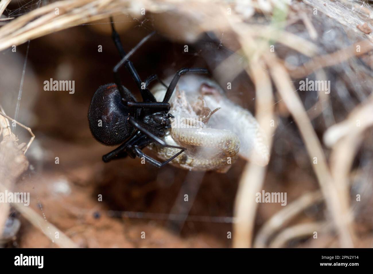 Vedova nera, Latrodectus tredéciguttatus, predazione su tiligu (Chalcides ocellatus) Sardegna, Italie. Veuve noire Banque D'Images