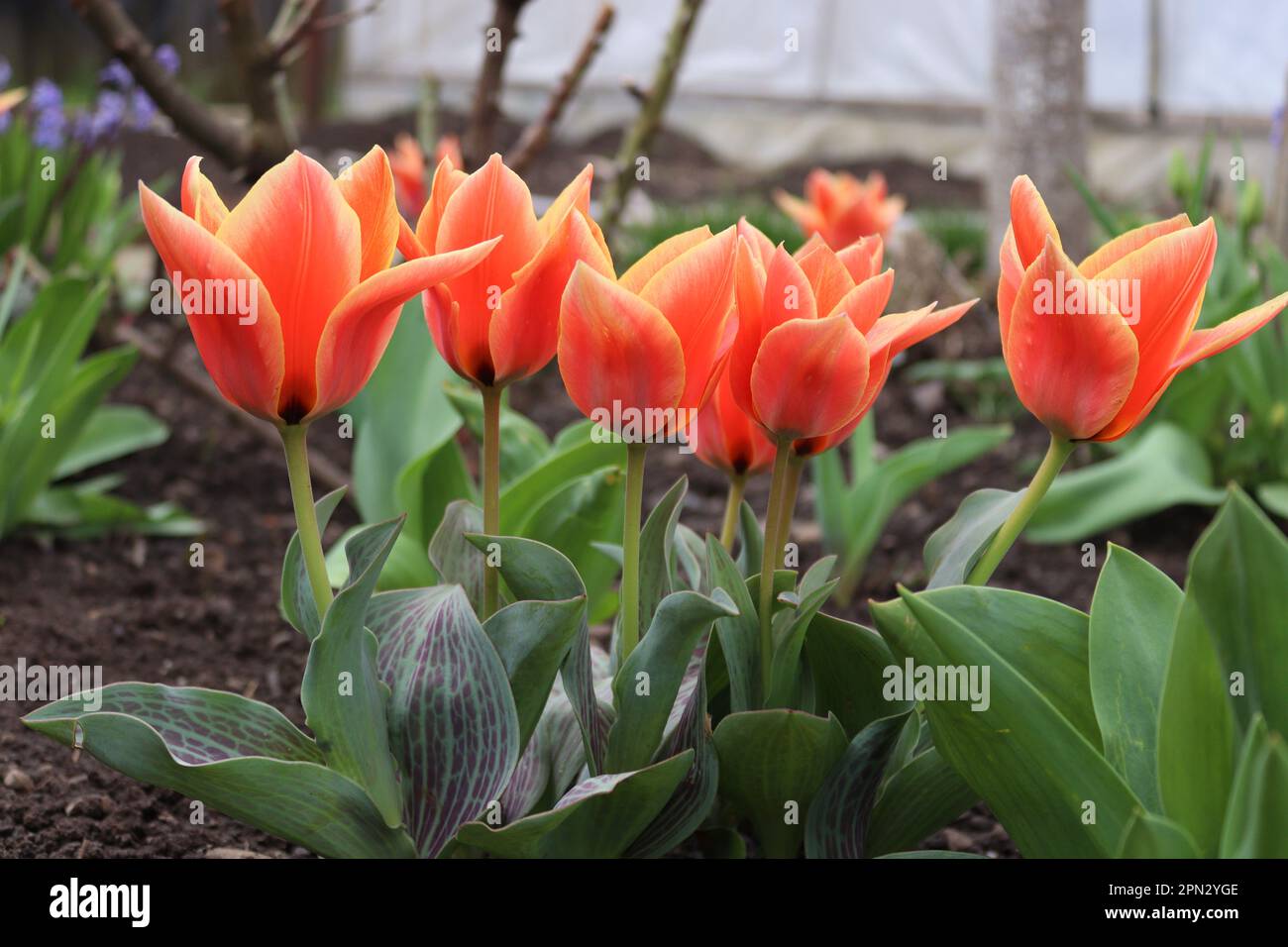 Un bouquet de petits tulipes rouges trouvés dans un environnement local Banque D'Images