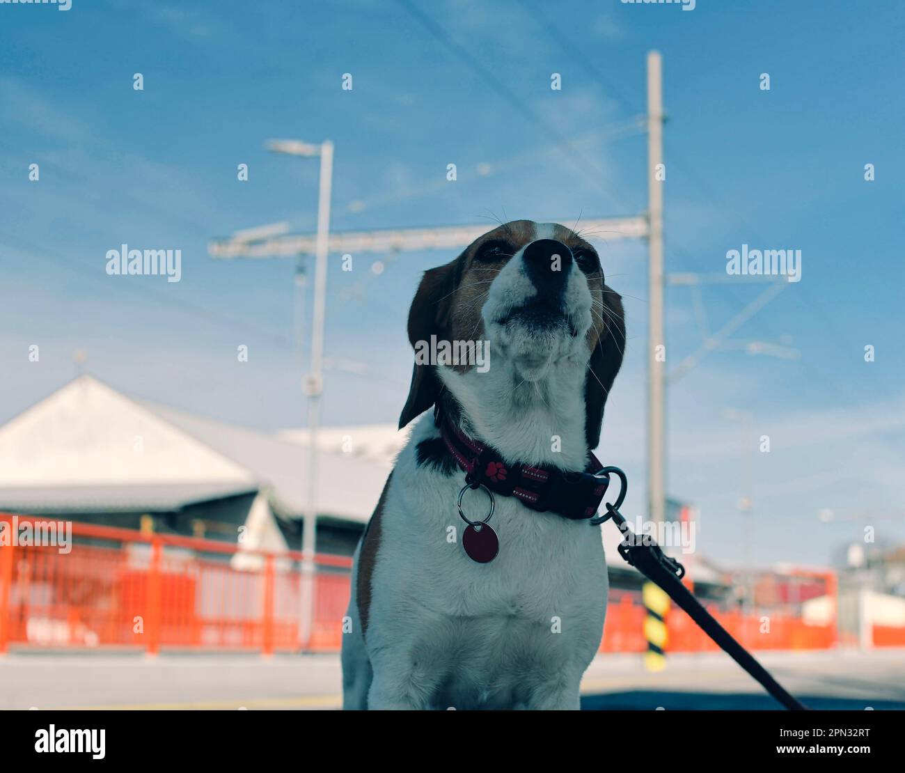 Un chien attend son propriétaire à la gare. Le concept de loyauté, d'abandon et d'amitié canine. Un beagle hurlant tristement pour son maître. Banque D'Images
