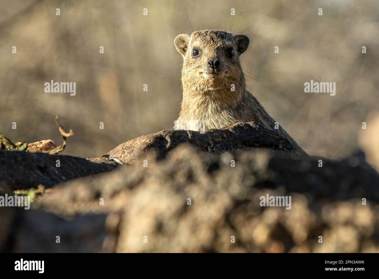 Vue de face de Rock Hyrax assis, alerte, sur les rochers Banque D'Images