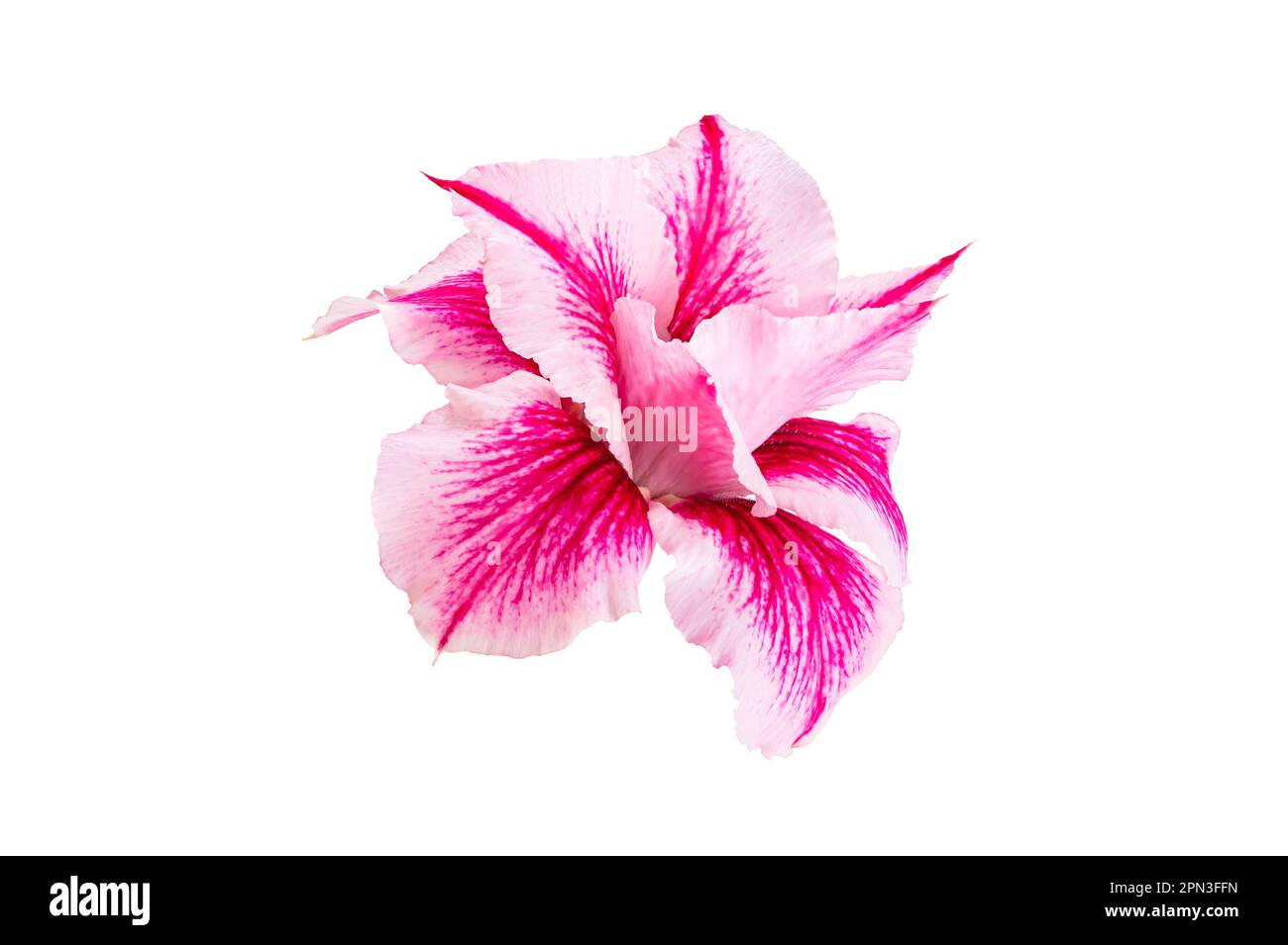 Gros plan de belle fleur tropicale rose adenium, rose désert isolée sur fond blanc avec chemin de coupure, vue latérale, format horizontal. Banque D'Images