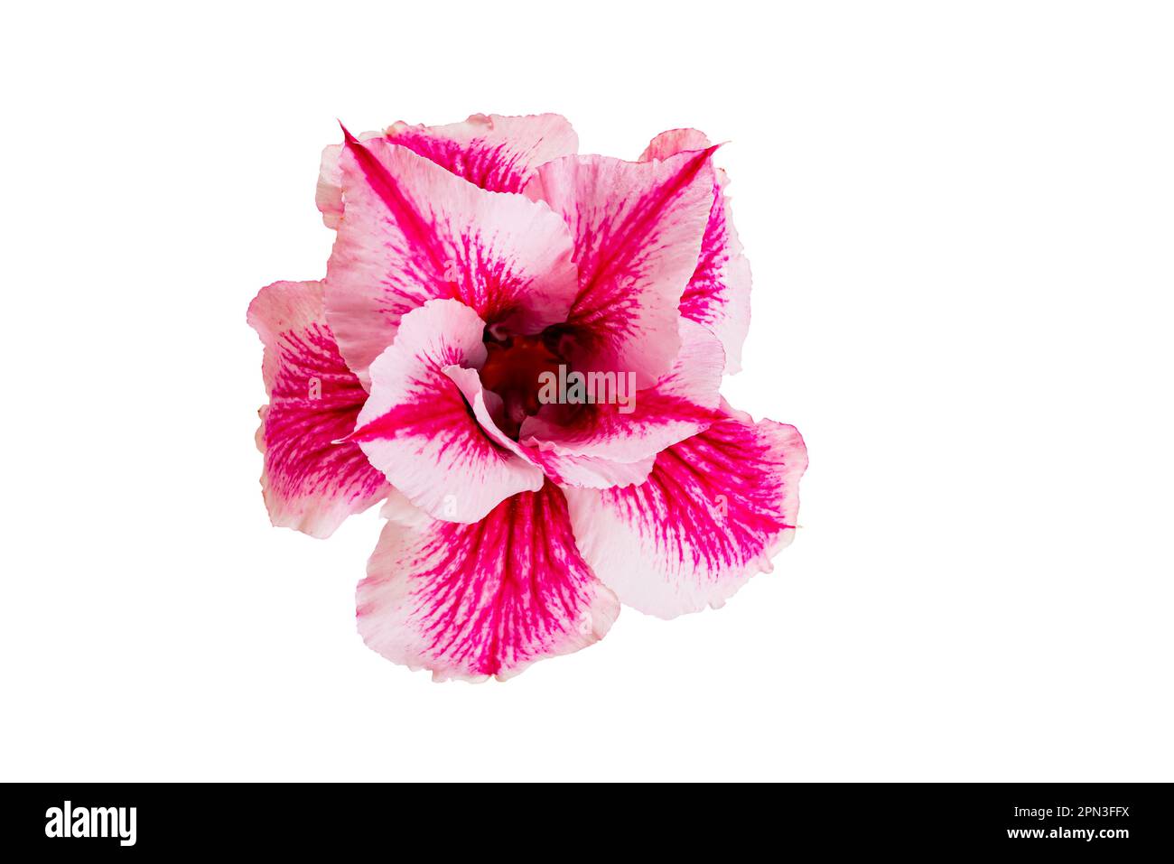 Unique belle fleur tropicale rose adenium, rose désert isolé sur fond blanc avec chemin de coupure, vue latérale, gros plan, horizontal FO Banque D'Images