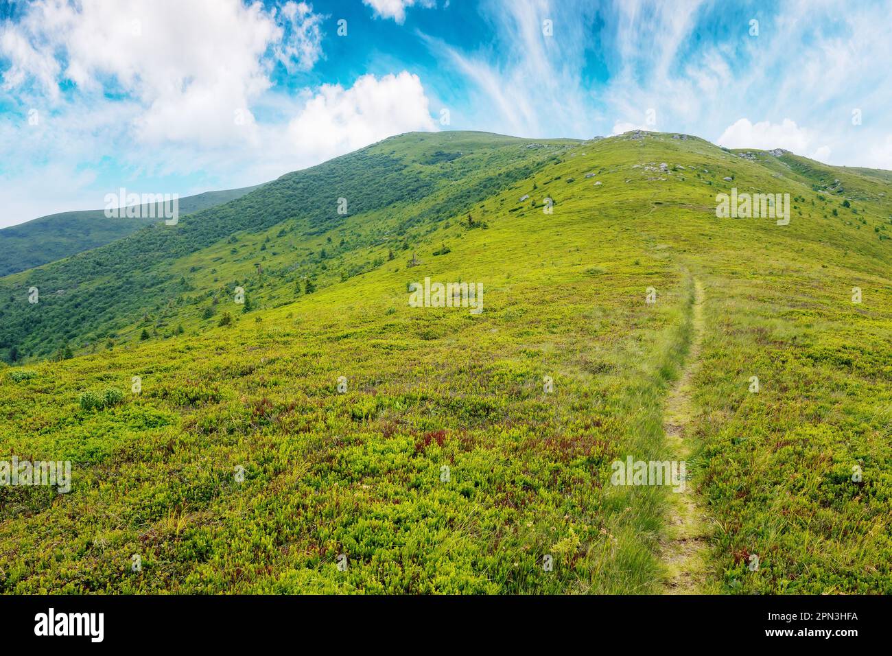 sentier étroit à travers la prairie alpine. magnifique paysage vallonné des carpates ukrainiens en été Banque D'Images