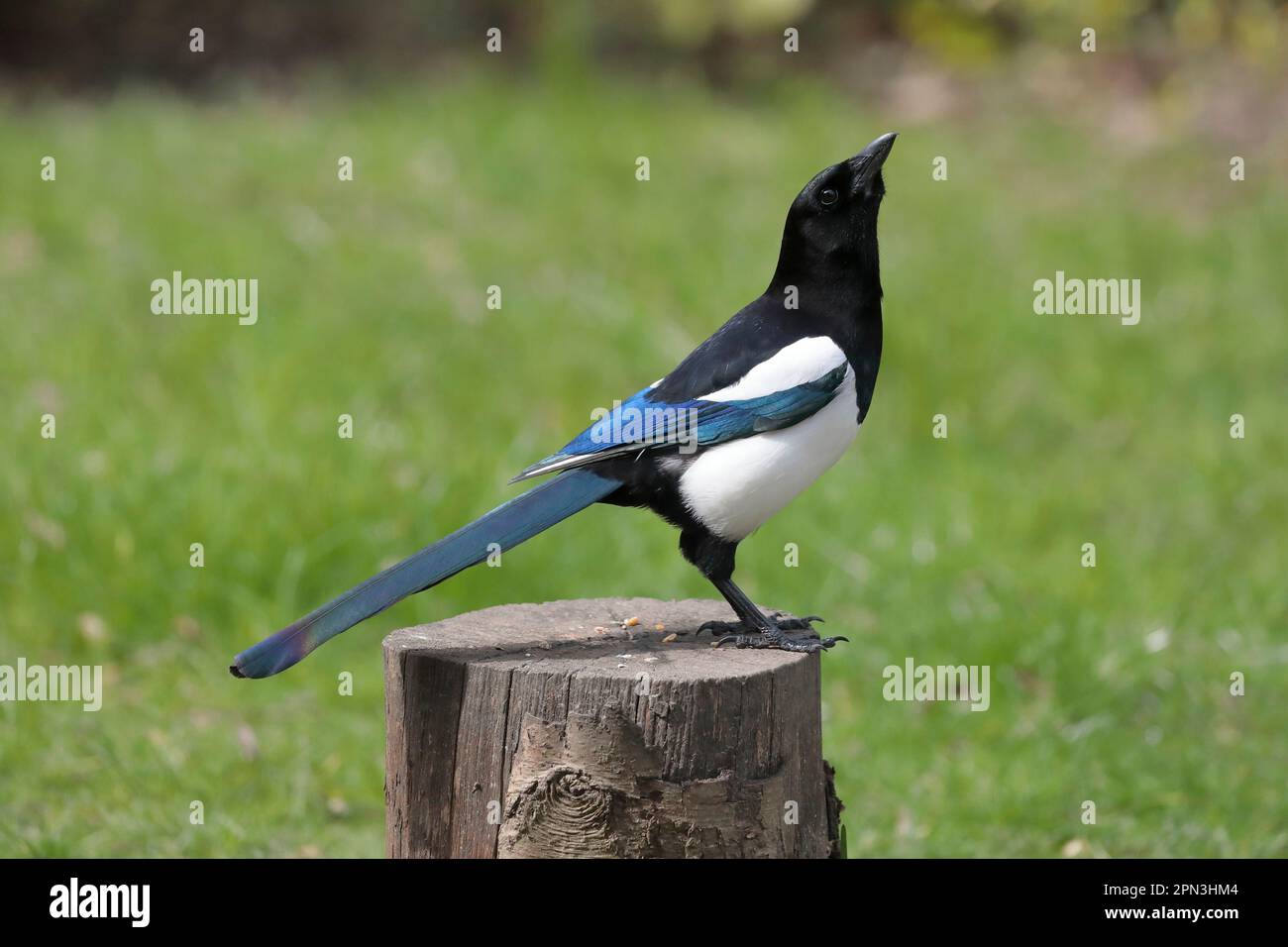 Une pie eurasienne (Pica pica) debout sur une souche d'arbre regardant vers le haut, dans un jardin avec de l'herbe en arrière-plan Banque D'Images