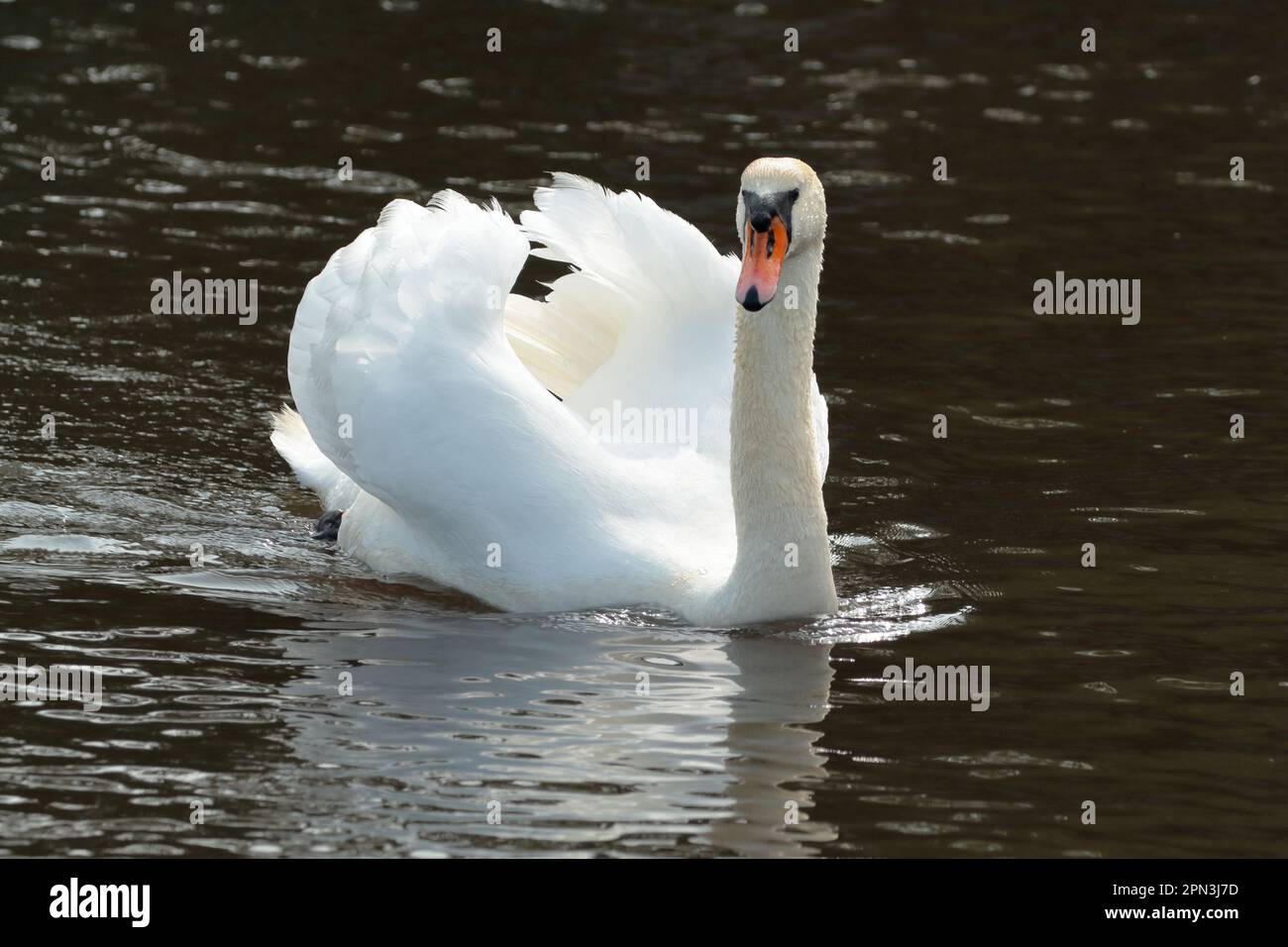 Un cygne muet (Cygnus olor) nageant dans la rivière Beaulieu Banque D'Images