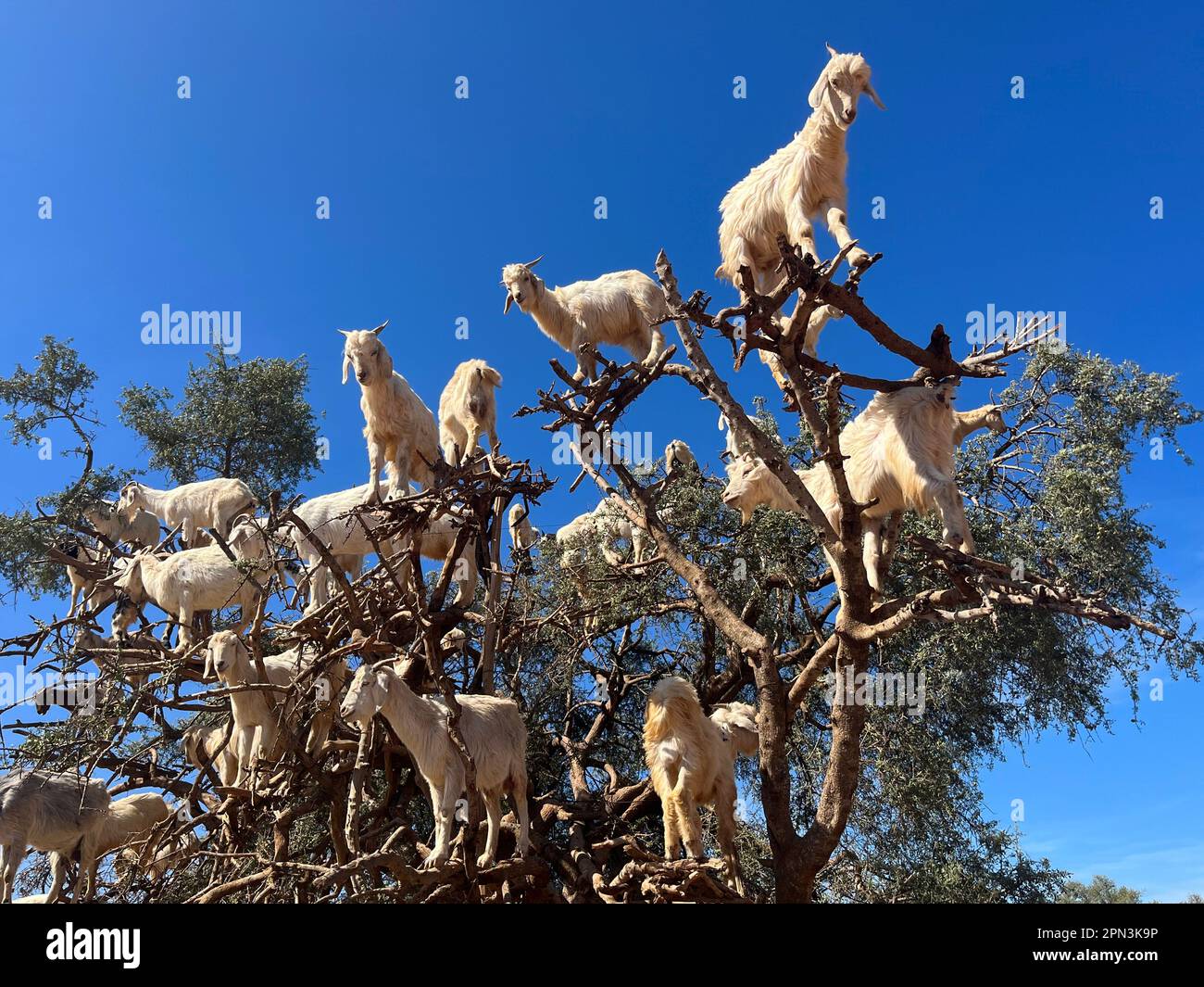 Maroc, Afrique : chèvres sur un argan mangeant ses fruits dans la plaine argane entre Marrakech et Essaouira Banque D'Images